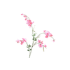 Lathyrus Pink