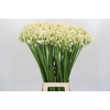 Agapanthus White Grace