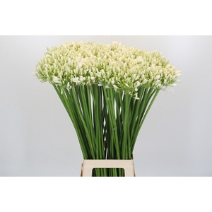 Agapanthus White Grace