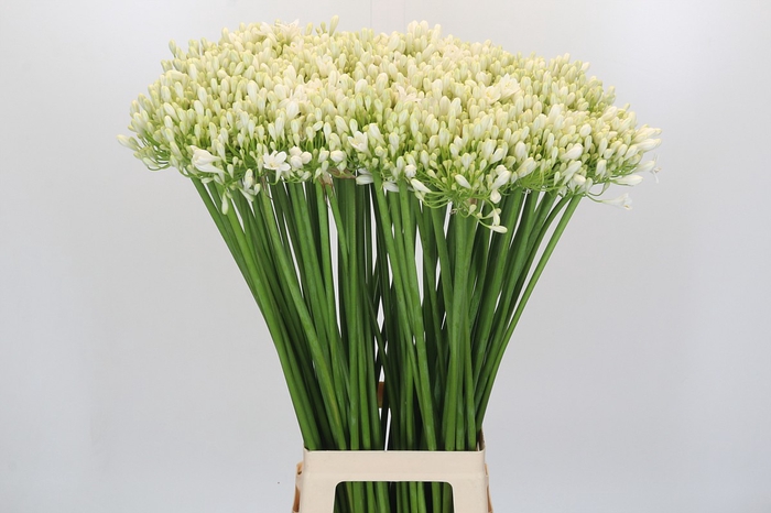 <h4>Agapanthus White Grace</h4>