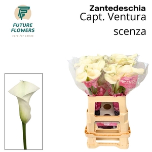 Zantedeschia captain ventura