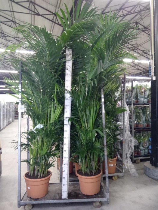 <h4>Howea forsteriana</h4>