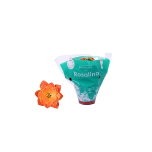 Kalanchoe blossfeldiana Rosalina Do