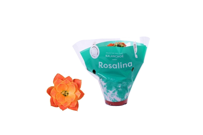 <h4>Kalanchoe blossfeldiana Rosalina Do</h4>