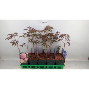 Paeonia lact. 'Sarah Bernh'