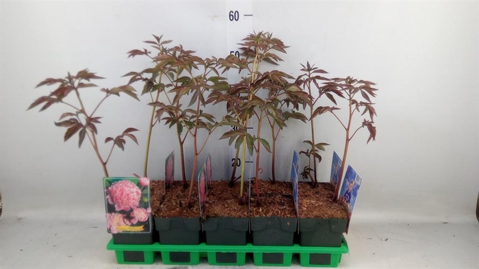 <h4>Paeonia lact. 'Sarah Bernh'</h4>