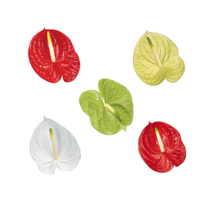 ANTHURIUM VARIADO 6/7.5 025 CM DIAM MIN 6 CM VARIADO