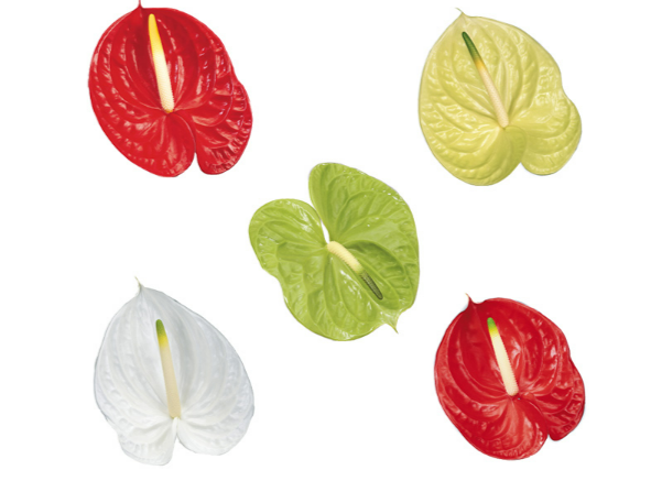 <h4>ANTHURIUM VARIADO 6/7.5 025 CM DIAM MIN 6 CM VARIADO</h4>