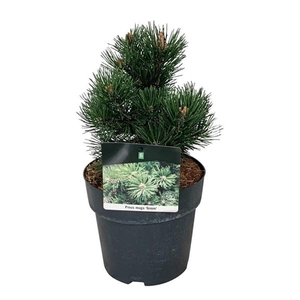 Pinus mugo 'Gnom'