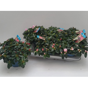 RHODO SI V GEM 6 SRT