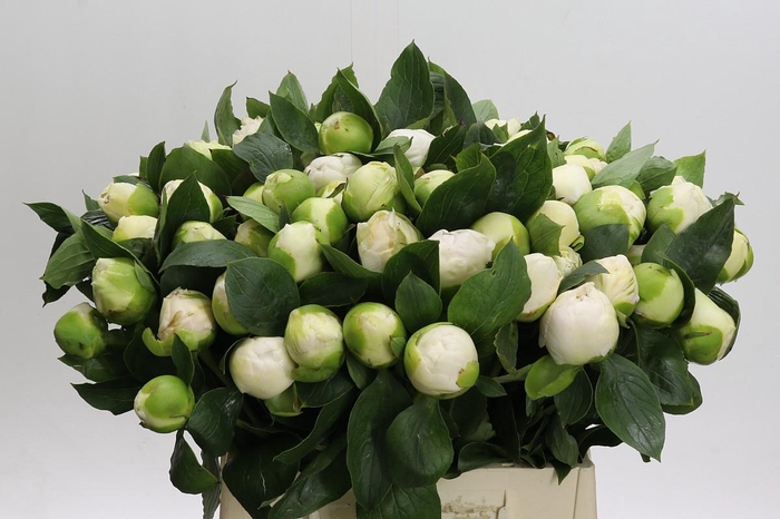 <h4>Paeonia Bridal Gown</h4>