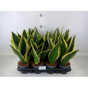 Sansevieria trifa. 'Black Gold'