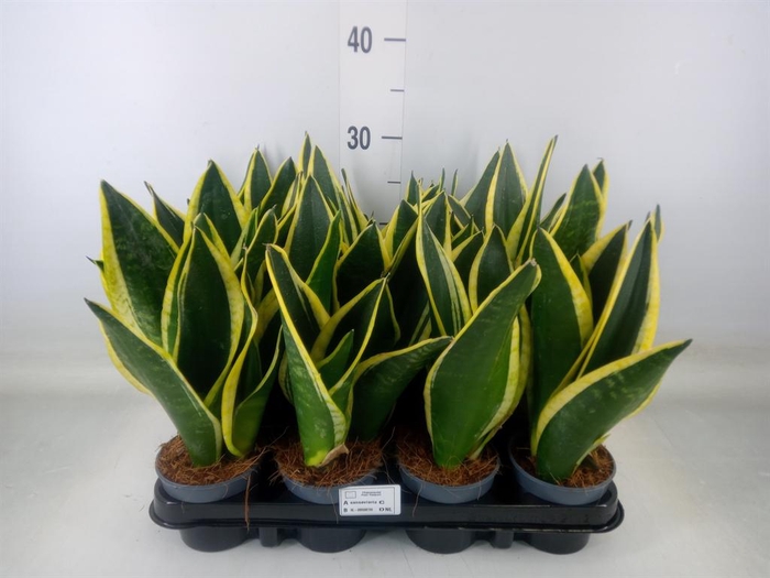<h4>Sansevieria trifa. 'Black Gold'</h4>