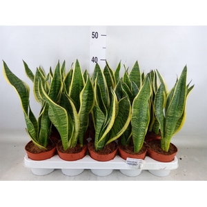 Sansevieria trifa. 'Futura Superba'