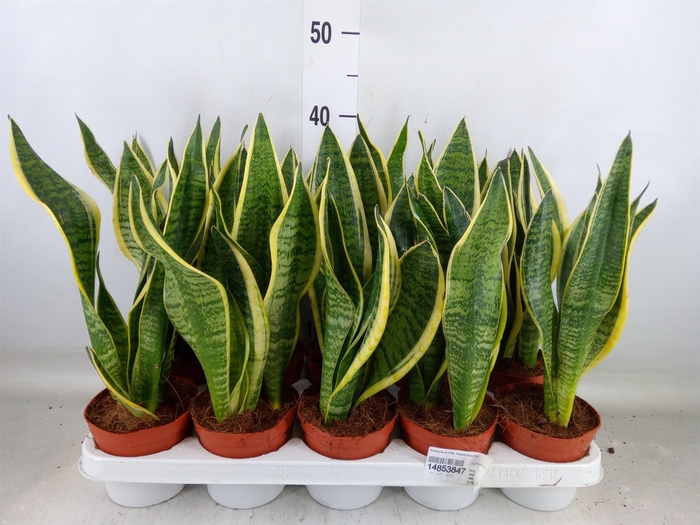 <h4>Sansevieria trifa. 'Futura Superba'</h4>