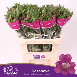 Alstroemeria casanova