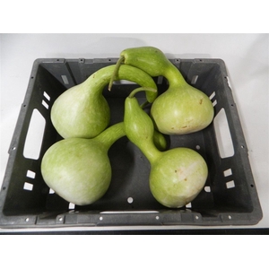 Sier Cuc P Kalabas Fles Groen X4