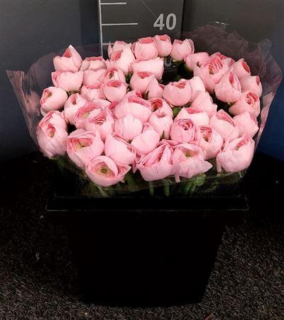 <h4>Ran Suc Ex Favola</h4>