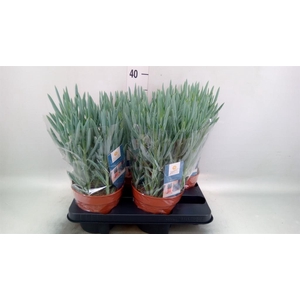 Curio ficoides 'Blues'