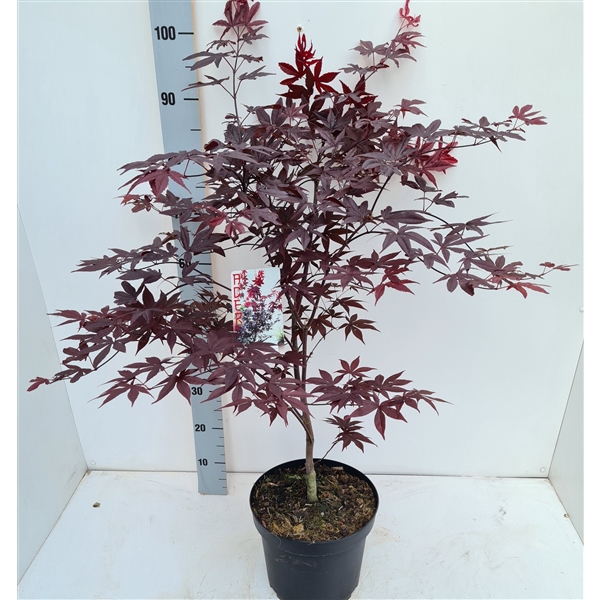 <h4>Acer palmatum 'Red Emperor'</h4>