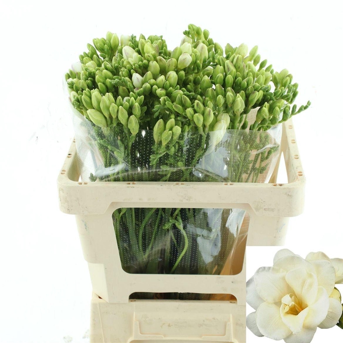 <h4>FR DU VOLANTE</h4>