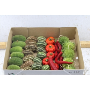 Cucurbita Mix