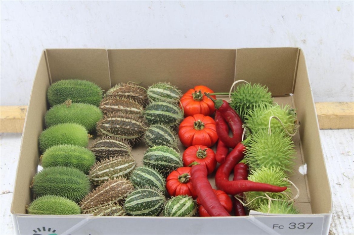 <h4>Cucurbita Mix</h4>