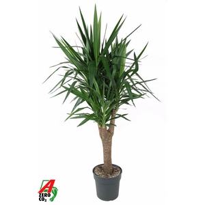 Yucca