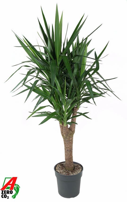 <h4>Yucca</h4>