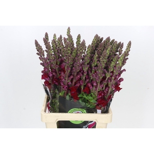 Antirrhinum Potomac Red