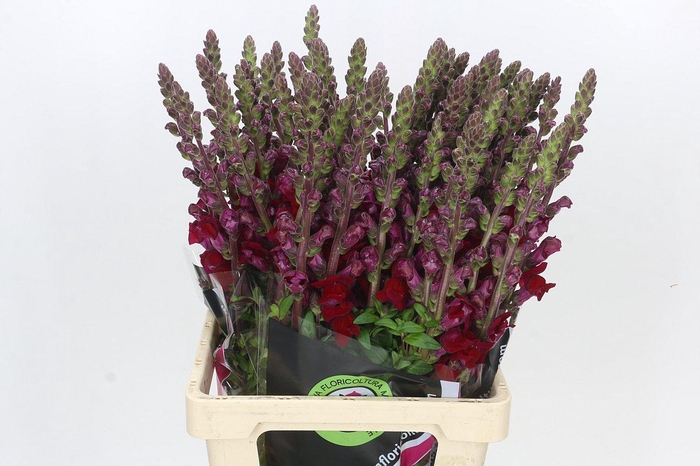 <h4>Antirrhinum Potomac Red</h4>