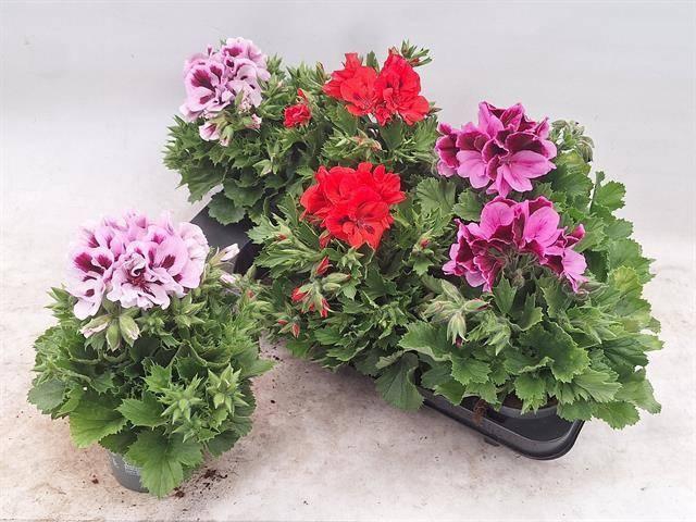 Pel Gr Mixtray 3 Kl
