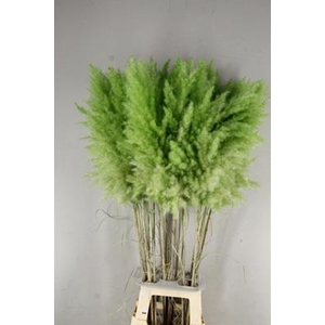 Df Pampas 115cm Bright Green