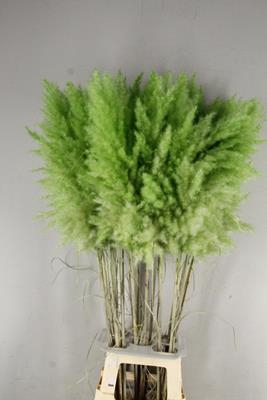 <h4>Df Pampas 115cm Bright Green</h4>