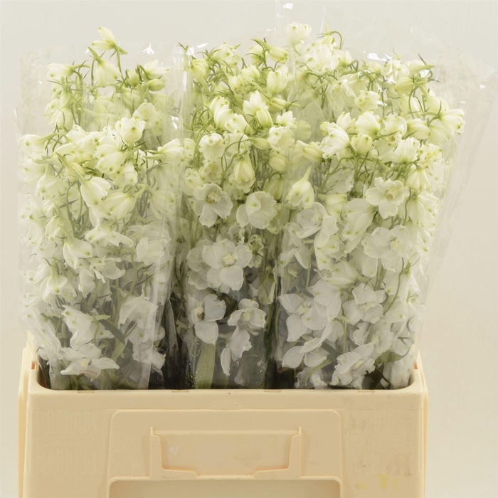 <h4>Delph double Overig | Paars Light</h4>