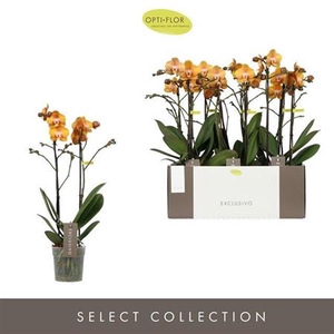 Phal Las Vegas Gold 2 Spike