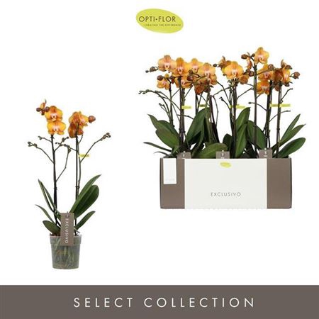 <h4>Phal Las Vegas Gold 2 Spike</h4>
