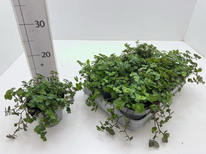 <h4>CALLISIA TURTLE</h4>