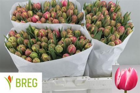 <h4>Tu Du Columbus</h4>