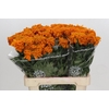 Tagetes Marigold Promise Orange