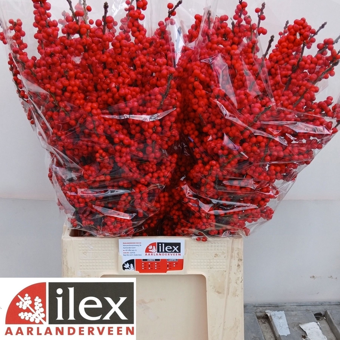 <h4>ILEX VE RODE BES</h4>