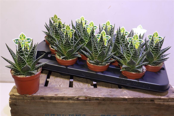 <h4>arr8 Aloe Tiki Tahi</h4>