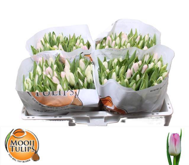 <h4>TU EN DYNASTY</h4>