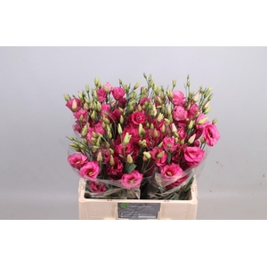 LIS G MARIACHI CARMINE EUS G MARI C