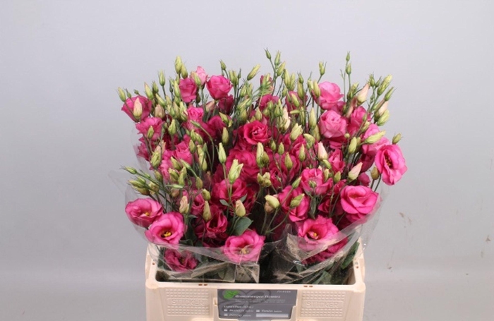 <h4>LIS G MARIACHI CARMINE EUS G MARI C</h4>