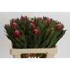 Protea Brenda