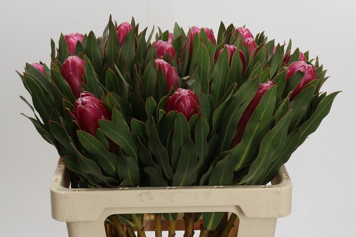 <h4>Protea Brenda</h4>