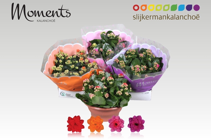 <h4>KAL GE GEM 4 KL</h4>