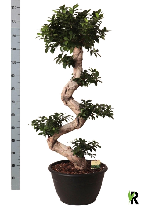 <h4>FIC MI GINSENG</h4>