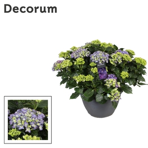 Hydrangea blauw (Decorum)